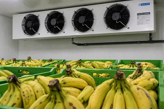 nandikoti_Banana Ripening Chamber
